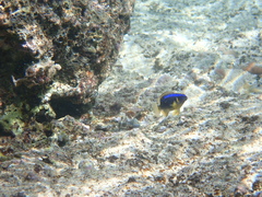 Chrysiptera leucopoma