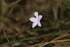 Dianthus mooiensis