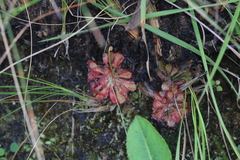 Drosera natalensis