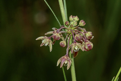 Aspidoglossum interruptum