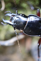 Plocamostethus planiusculus