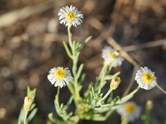 Minuria cunninghamii