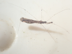 Empicoris rubromaculatus