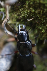 Plocamostethus planiusculus