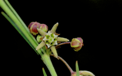 Aspidoglossum interruptum