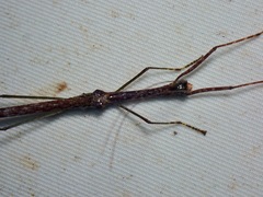 Necrosciini