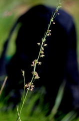 Aspidoglossum interruptum