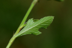 Oxygonum sinuatum