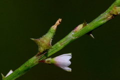 Oxygonum sinuatum