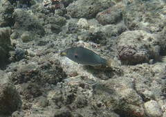 Stethojulis bandanensis