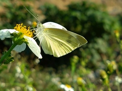 Pieris rapae crucivora