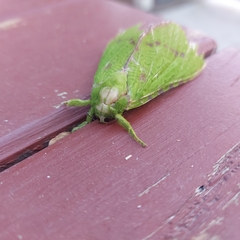 Aenetus eximia