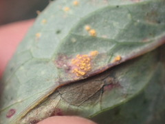 Miyagia pseudosphaeria