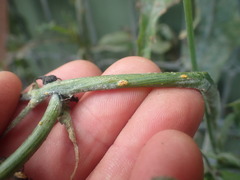 Miyagia pseudosphaeria