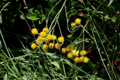 Senecio othonniflorus