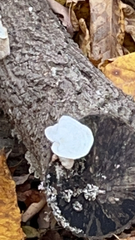 Trametes conchifer