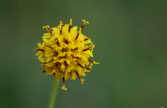 Senecio othonniflorus