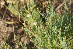 Minuria cunninghamii