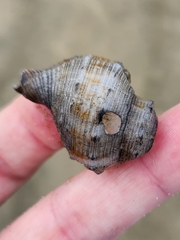 Austrofusus glans