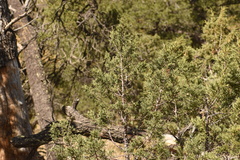 Juniperus deppeana