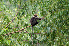 Semnopithecus vetulus