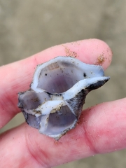 Austrofusus glans