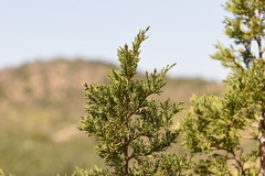 Juniperus deppeana