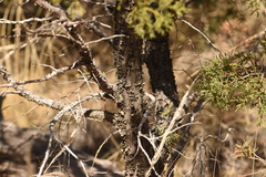 Juniperus deppeana
