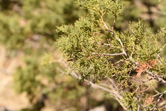 Juniperus deppeana