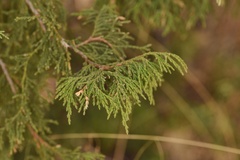 Juniperus flaccida flaccida