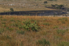 Erica cerinthoides