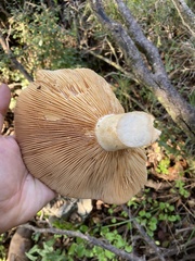 Lactarius zonarius