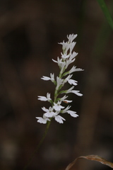 Holothrix orthoceras