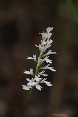 Holothrix orthoceras