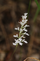 Holothrix orthoceras