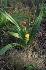 Hypoxis colchicifolia
