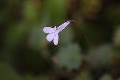 Lobelia pteropoda