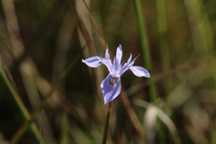 Moraea stricta