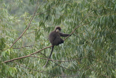 Semnopithecus vetulus