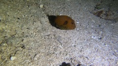 Arothron stellatus