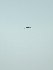 Phalacrocorax carbo