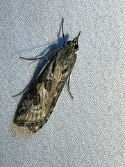 Nomophila corticalis