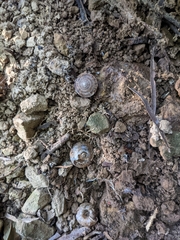 Trochomorphidae