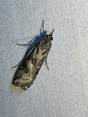Nomophila corticalis