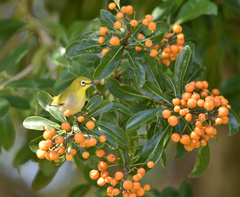 Zosterops simplex simplex