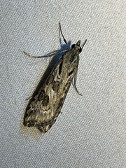 Nomophila corticalis