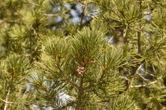 Pinus cembroides cembroides