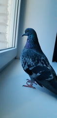 Columba livia domestica