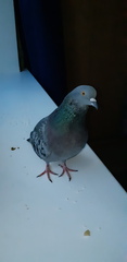 Columba livia domestica