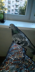 Columba livia domestica
